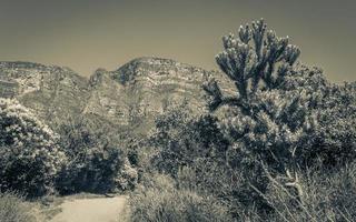 bos, blauwe lucht en bergen in het nationaal park tablemountain. foto