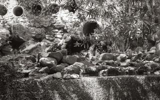 kleine zen waterval tafelberg nationaal park. Kaapstad, Zuid-Afrika. foto