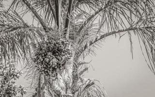 kroon van een palmboom in kaapstad zuid-afrika. foto