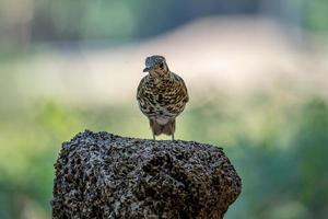 schilferig lijster neerstrijken Aan top van de log foto