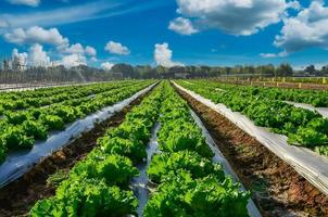agrarisch industrie. groeit salade sla Aan veld- met blauw lucht foto