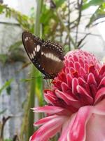 vlinder Aan de etlingera elatior bloem foto