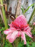 vlinder Aan de etlingera elatior bloem foto