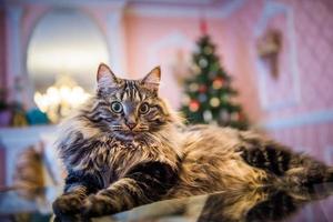 portret van Noorse kat naast kerstboom