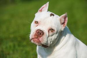 portret van amerikaanse bulldog pup camera kijken op groen gras