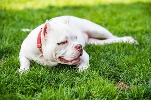 witte Amerikaanse bulldog pup op groen gras foto