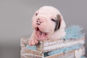 portret van amerikaanse bulldog puppy geeuwen