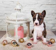 portret van basenji puppy kijken camera met lantaarn, kaars en ornamenten foto