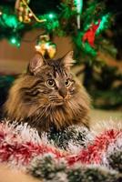 portret van Noorse kat met slingers onder de kerstboom
