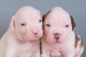 portret van twee amerikaanse bulldog-puppy's