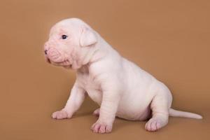 portret van amerikaanse bulldog puppy op bruine achtergrond foto