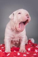 portret van amerikaanse bulldog puppy geeuwen op rode deken foto