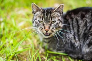 grijze Cyperse kat op groen gras