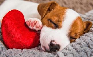 portret van jack russell terrier puppy slapen met rood hart kussen foto