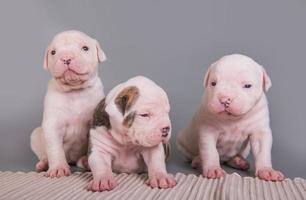portret van drie amerikaanse bulldog-puppy's