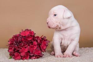 portret van amerikaanse bulldog puppy met rode bloemen foto