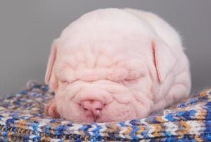 portret van amerikaanse bulldog puppy slapen op gebreide deken foto