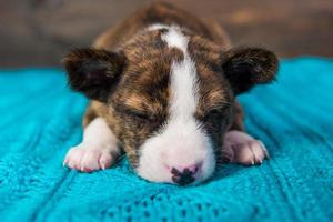portret van basenji puppy slapen foto