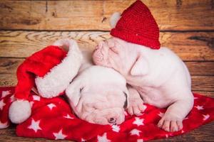 portret van twee amerikaanse bulldog puppies met santa hoeden slapen op rode deken foto