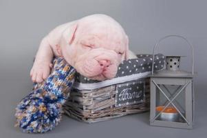 portret van amerikaanse bulldog puppy slapen in rieten mand naast kaars lantaarn foto