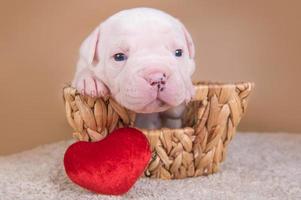 portret van amerikaanse bulldog puppy in een mand met rood hart kussen
