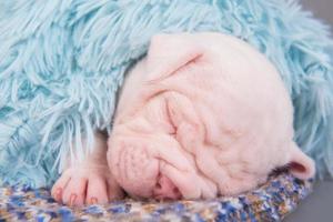 portret van amerikaanse bulldog puppy slapen op gebreide muts foto
