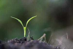 close-up van een jonge spruit groeit foto