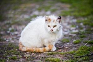 witte kat met oranje staart zittend in vuil en gras
