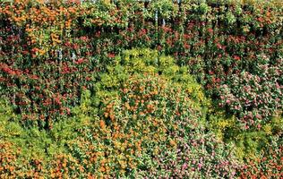 kleurrijke bloemenmuur foto