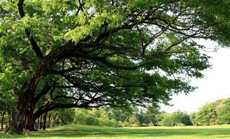 weelderige groene bomen foto