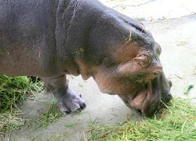 nijlpaard die gras eet foto