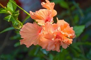 oranje hibiscus bloem hangende bloeiend in tuin en zacht foto