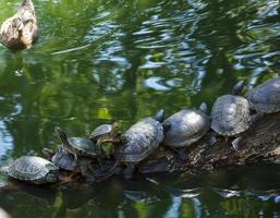 groep van rivier- schildpadden foto