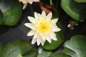 bovenaanzicht van witte en gele lotusbloem foto