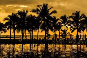 palmbomen silhouetten foto
