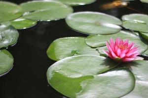 roze bloem en waterlelies foto