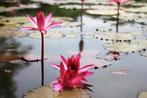 roze waterlelies in vijver foto