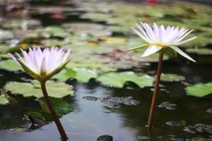 twee lotusbloemen foto