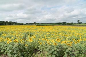 zonnebloem veld in de zomer foto