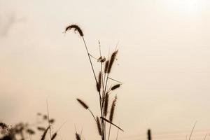 bloem van gras foto