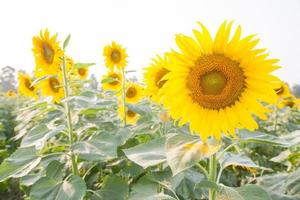 zonnebloemen op een zonnebloemboerderij foto