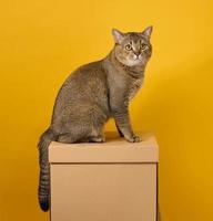 volwassen grijs kat, kortharig Schots rechte oren, zit Aan een geel achtergrond. de dier zit Aan een bruin karton doos foto