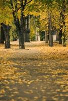herfst park met bomen en struiken, geel bladeren Aan de grond. de pad Leidt in de afstand, selectief focus foto
