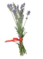 boeket van lavendel gebonden met rood lint geïsoleerd Aan wit achtergrond foto