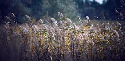 droog stengels van riet Bij de vijver zwaaien in de wind Aan een herfst dag, Oekraïne foto