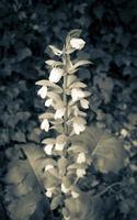 witte bloemen tafelberg nationaal park kaapstad, zuid-afrika. foto