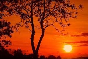 zonsondergang mooi kleurrijk landschap en silhouet boom in lucht schemering tijd foto