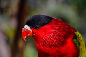 vogel met rode veren foto