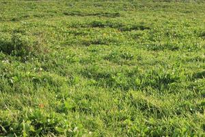 foto van groen gras genomen gedurende de dag