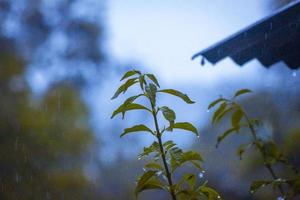 een charmant foto van groen planten genomen gedurende de dag